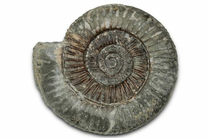 Jurassic Ammonite (Dactylioceras) Fossil - England #351306